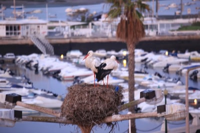 Im Winter ziehen die Störche an die Algarve - weil es warm ist...